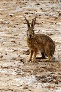 swamp hare